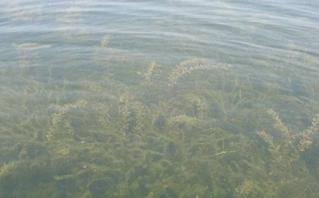 水質生物監(jiān)測 水質生物監(jiān)測