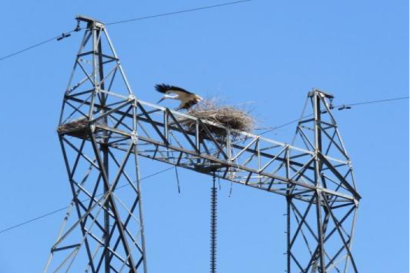 電纜鳥害故障 電纜鳥害故障