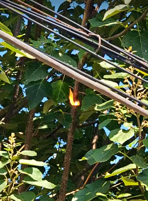 激光清障儀除樹障現(xiàn)場 激光清障儀除樹障現(xiàn)場